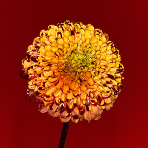 亚洲免费三级电影
